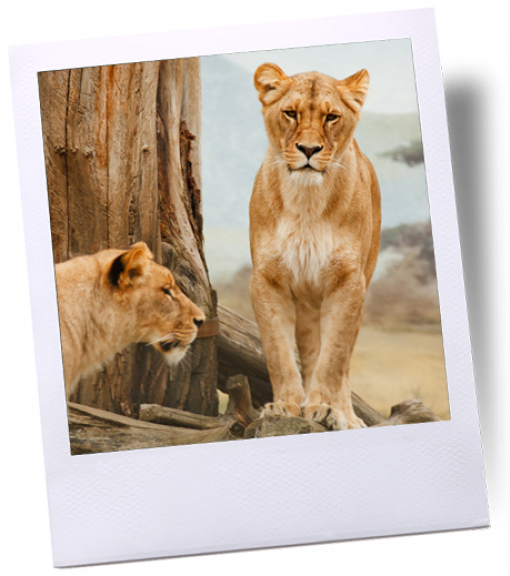 Zuid-Afrika_35 / big 5 leeuw COPY