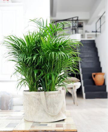plaatjeplanten COPY