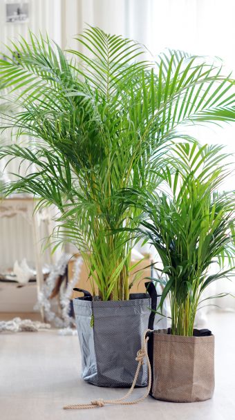 Kamerplanten_405 - goudpalm