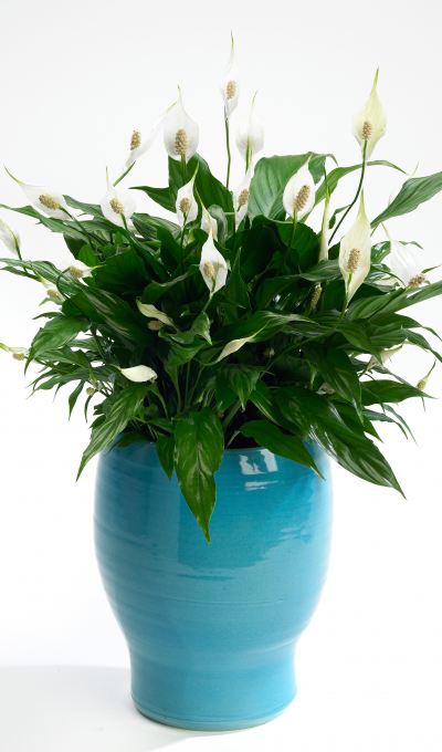 Kamerplanten_408 - lepel