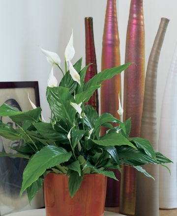 plaatjeplanten COPY
