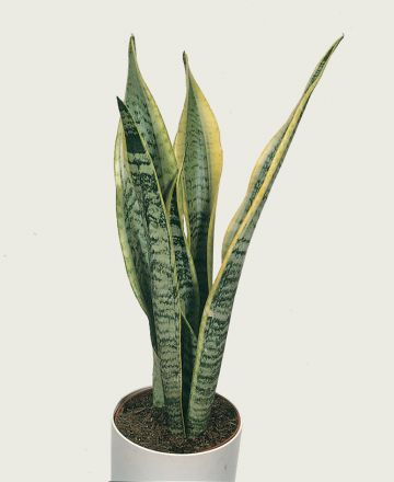 plaatjeplanten COPY
