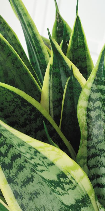 Kamerplanten_406 - sansiveria
